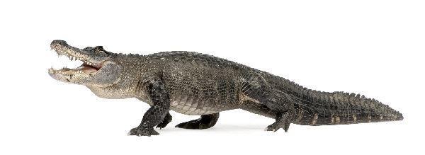 Aligator_americano_Alligator_Mississippiensis_600