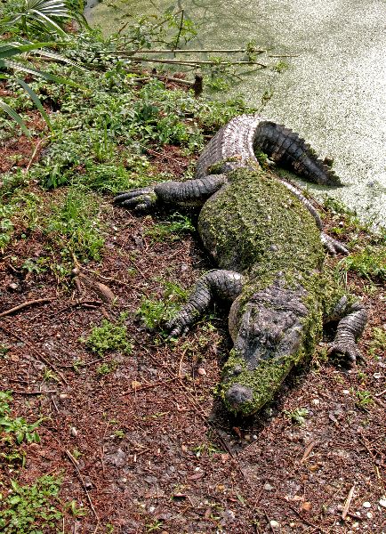 American Alligator Sleeping in the Sun