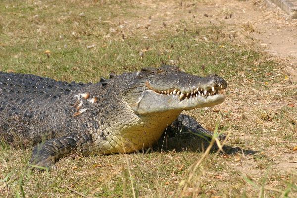 Saltwater Crocodile in Australia