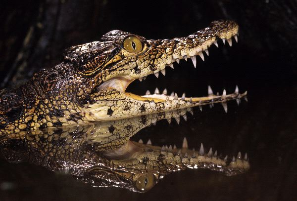Young Caiman Showing His Teeth