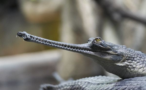 Young Indian Gavial or Gharial
