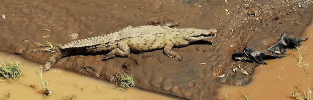 American Crocodile_featured
