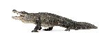 Aligátor Americano - Alligator mississippiensis
