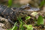 American Alligator Baby