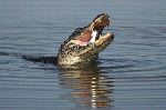 American Alligator Eating A Catfish