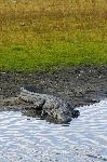 American Alligator On River Bank