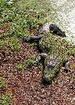 American Alligator Sleeping in the Sun