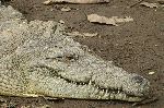 American Crocodile Closeup