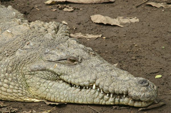 American Crocodile Closeup
