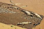 American Crocodiles in River