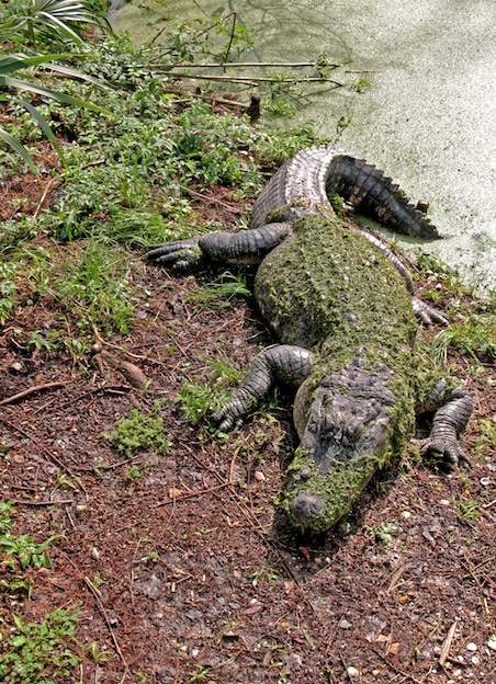 Características del caimán del Mississippi.