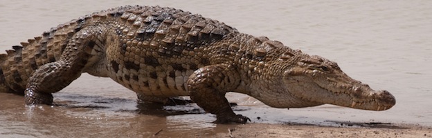 Anatomía de los Cocodrilos