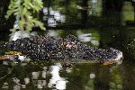 Caimán Negro En El Agua