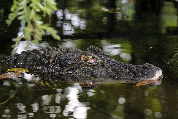 Black Caiman in the Water