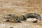 Caiman Covered with Sand