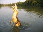 Caiman Jumping