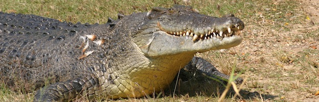 Crocodile-Alligator-Caiman