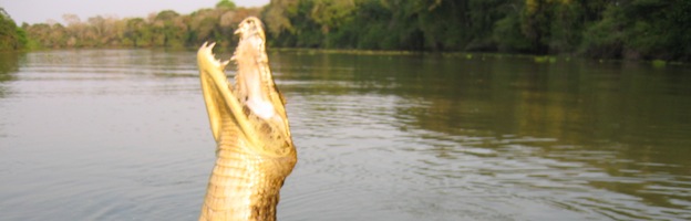 Crocodilia Genus