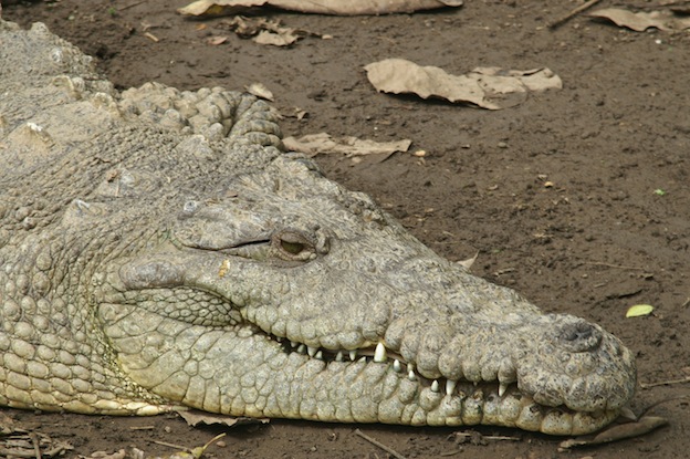 Características del cocodrilo americano.