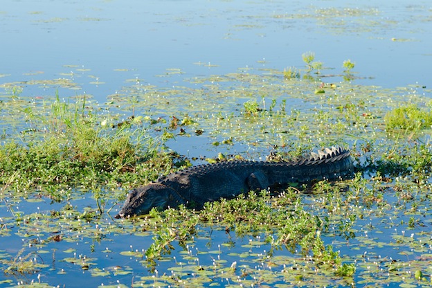 Saltwater Crocodile Facts