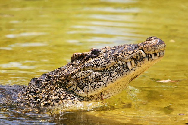 Cuban crocodile Facts