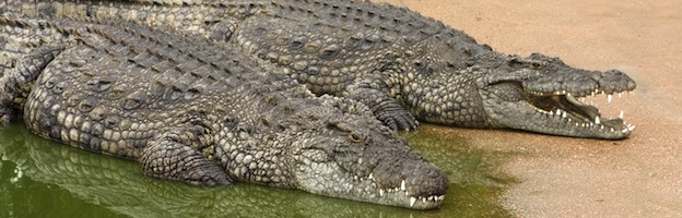 Crocodile Farms