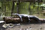 Florida Alligator Resting