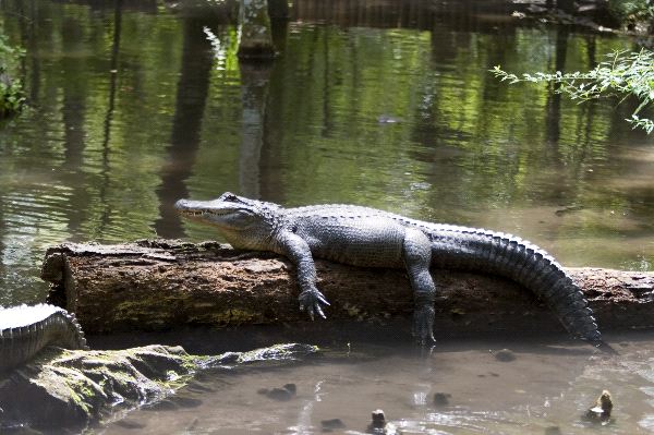 Florida Alligator Resting