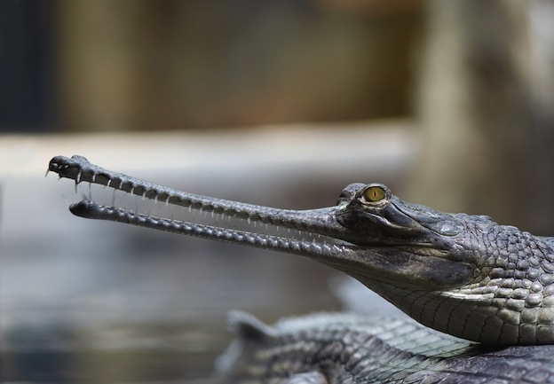 Gavial - Cocodrilo, Información y Características