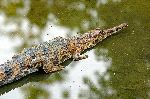 Gharial also called Gavial