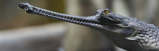 Gharial_picture