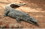 Huge Crocodile in Zoo