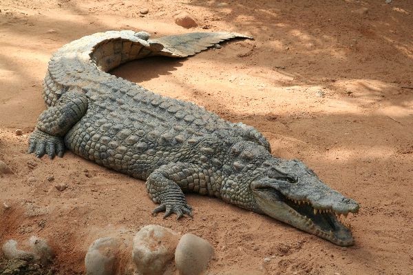 Huge Crocodile in Zoo