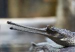 Gavial, Especie En Peligro Crítico