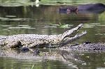 Nile Crocodile In Kruger Park South Africa