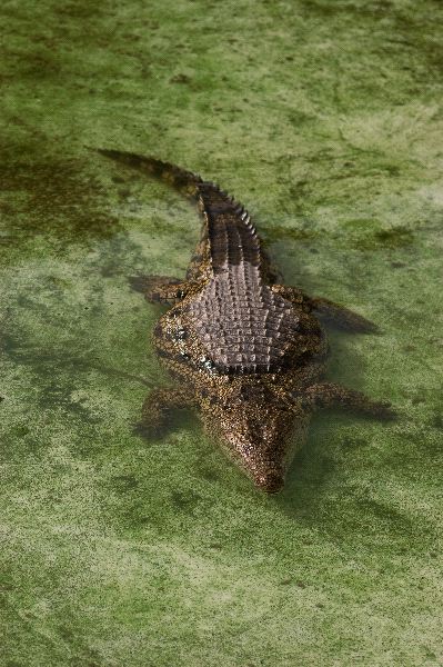 Nile Crocodile in the Water