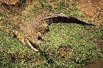 Nile Crocodile on River Bank