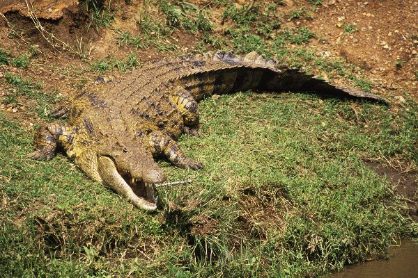 Nile Crocodile on River Bank