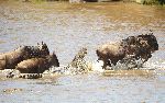 Nile Crocodiles Crocodylus Niloticus Trying To Grab Blue Wildebeest