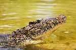 Profile of a Cuban Crocodile