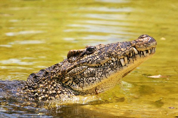 Profile of a Cuban Crocodile