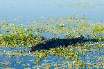 Saltwater Crocodile Crocodylus Porosus in Park