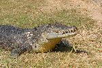 Cocodrilo de Agua Salada en Australia