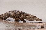 The Sacred Crocodiles Of Bazoule Burkina Faso