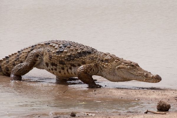 The Sacred Crocodiles Of Bazoule Burkina Faso
