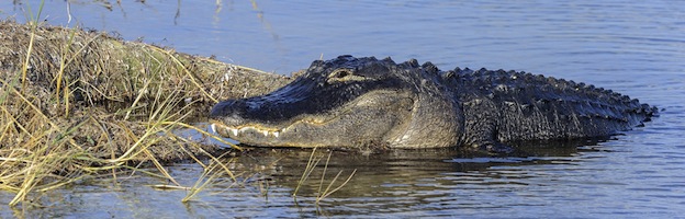 Facts about Crocodiles