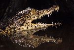 Young Caiman Showing His Teeth