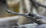 Joven Gavial o Gavial Del Ganges