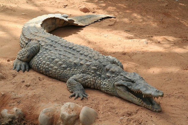 Características anatómicas de un cocodrilo.