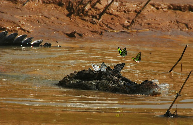 Características del caimán negro.